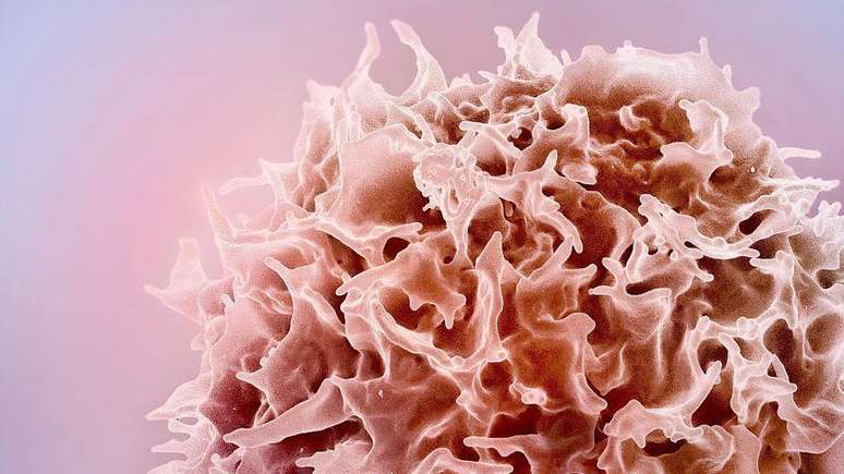 Colored electronic micrography of a T cell or lymphocyte t