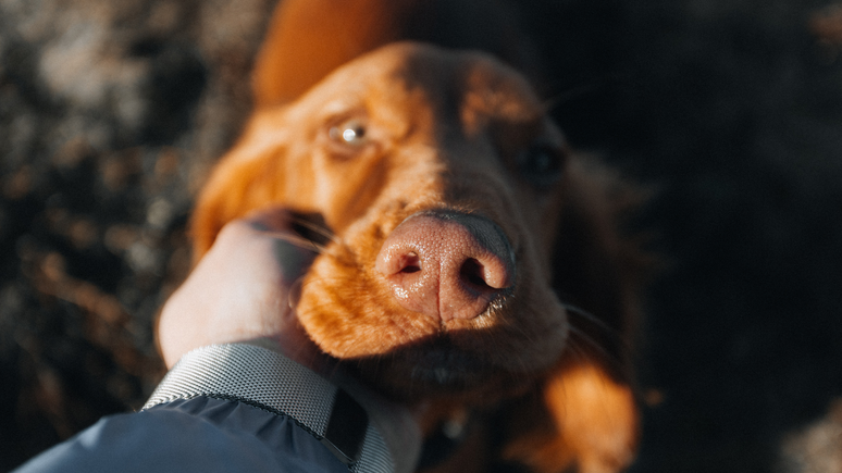 Sensitive march teaches rituals to protect pets; Check