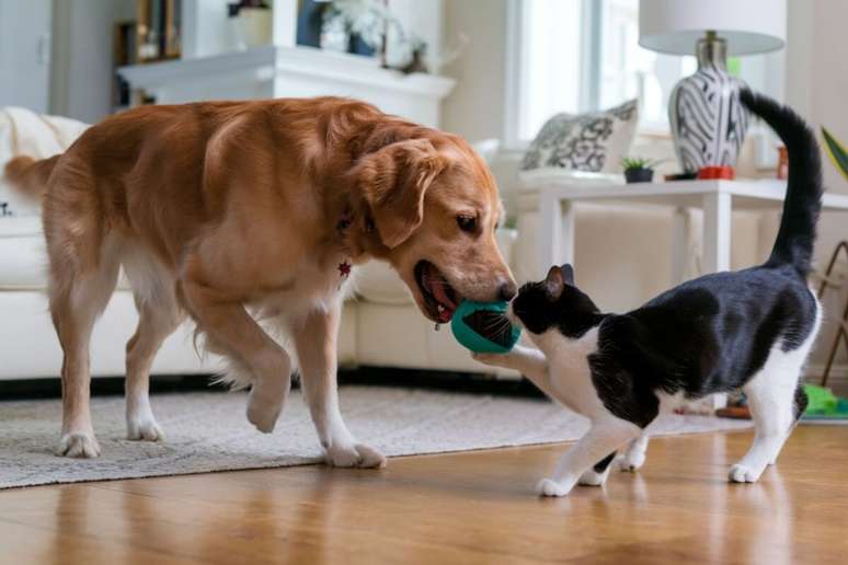 Alguns cuidados ajudam a tornar a convivência entre o gato e o cachorro mais harmoniosa