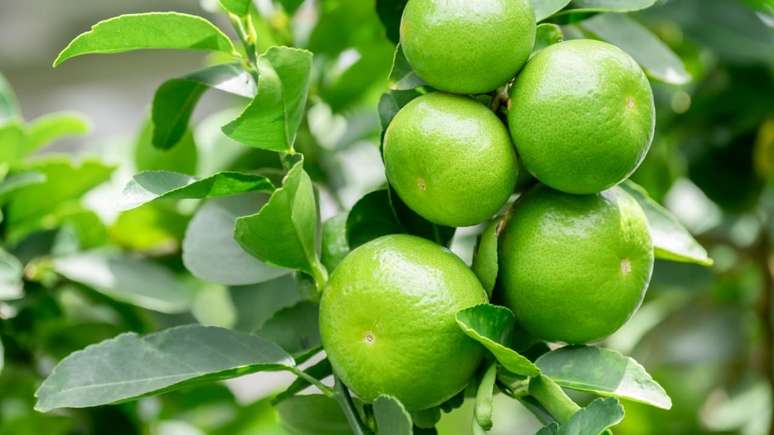 Se as coisas não andam boas para o seu lado, experimente esta simpatia com limão.