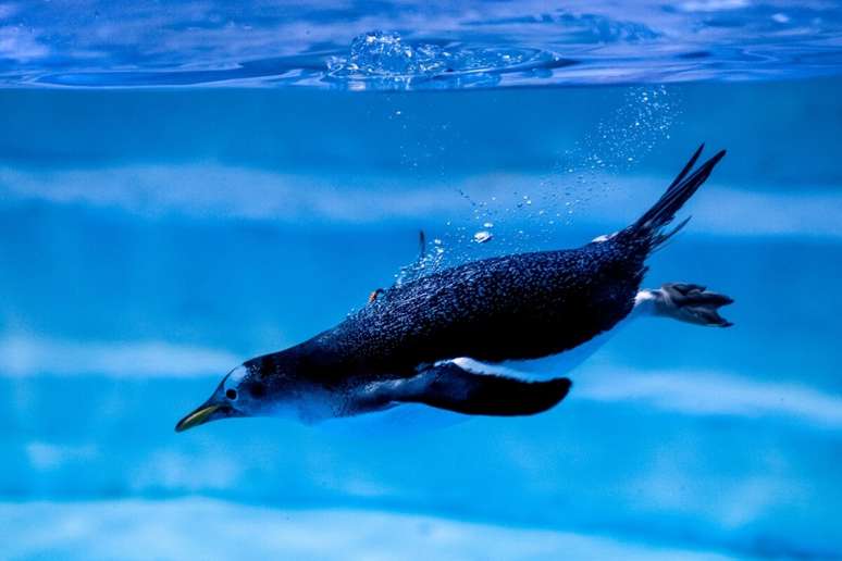 A coloração dos pinguins funciona como uma estratégia de defesa, aumentando as suas chances de sobrevivência no mar 