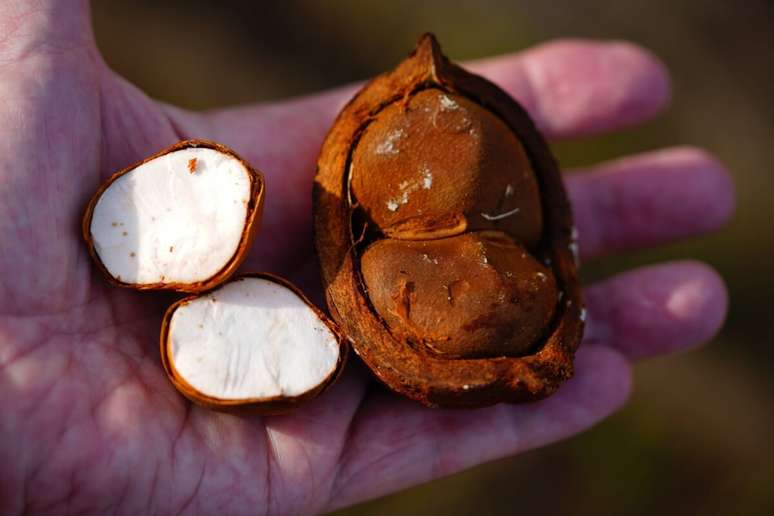 A andiroba tem a&ccedil;&atilde;o analg&eacute;sica e antibacteriana 