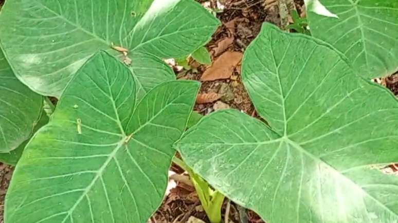 Rica em ferro, fibras e vitaminas, planta ajuda a prevenir a anemia, fortalece o sistema imunológico e melhora o funcionamento do intestino