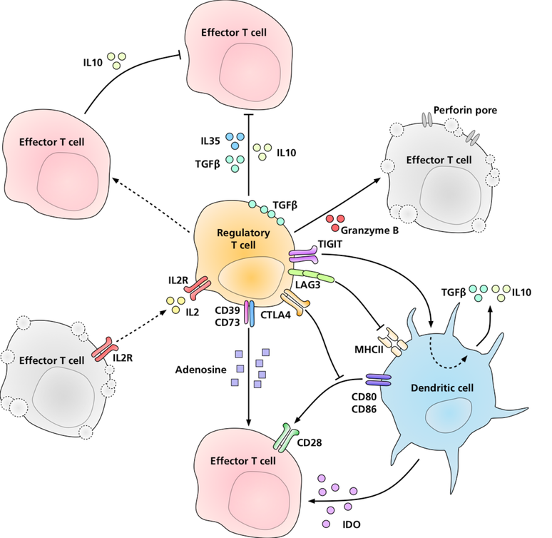 Diagrama mostrando Tregs interagindo com c&eacute;lulas T efetoras e c&eacute;lulas dendr&iacute;ticas por meio de v&aacute;rias mol&eacute;culas de sinaliza&ccedil;&atilde;o