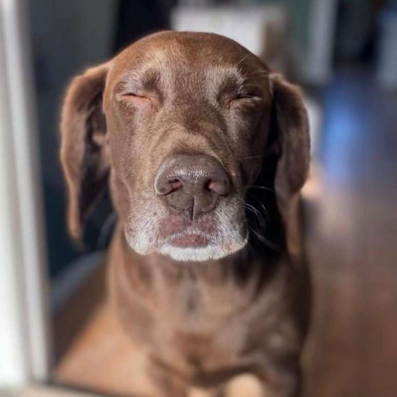 O cachorro Tommy também toma colágeno para ajudar suas articulações