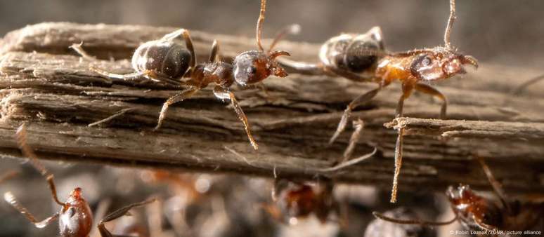 Redução da população de formigas coincide com avanço da colonização em Fiji (Imagem de referência)