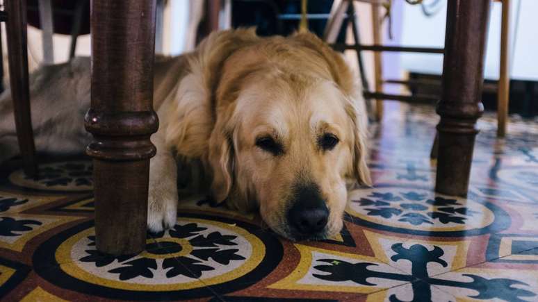 No estado terminal por causa de uma doença, os cachorros se distanciam na hora de fazeren a passagem, mesmo estando fracos; saiba porque