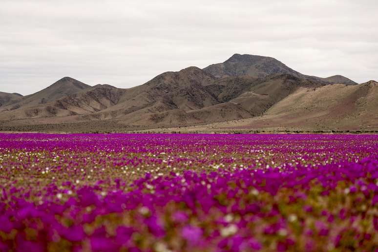 O Deserto do Atacama está coberto de flores após uma chuva incomum 