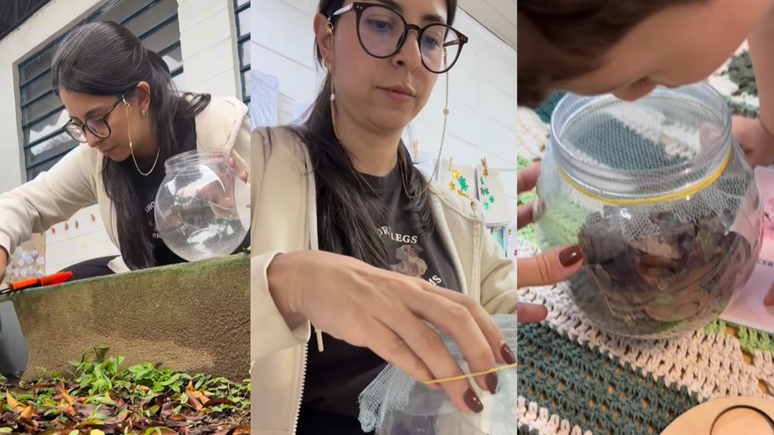 Professora levou lagarta ainda no casulo para sala de aula e vai acompanhar transformação em mariposa com os alunos