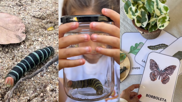 Insetos viraram material didático após susto de alunos