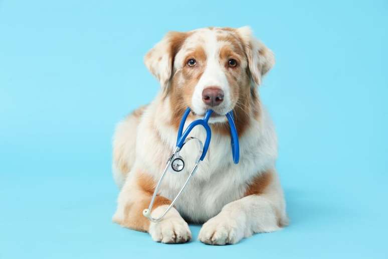 Cães e gatos também podem desenvolver câncer