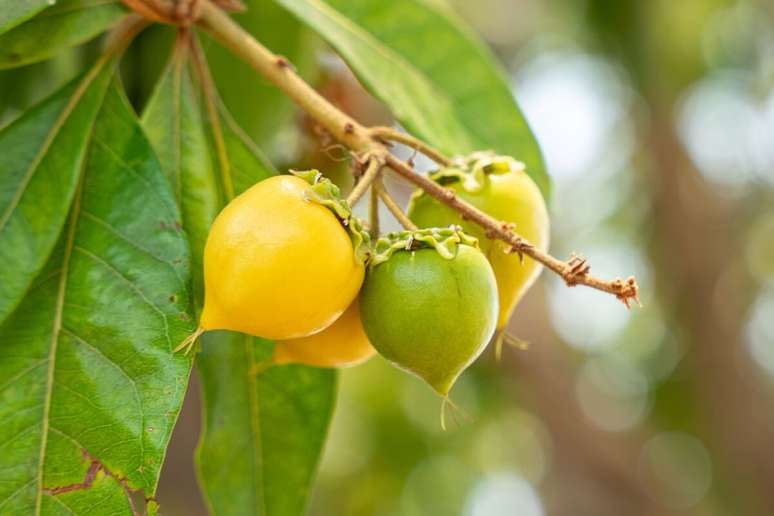 A fruta murici tem um sabor único e fornece nutrientes importantes para o funcionamento do organismo