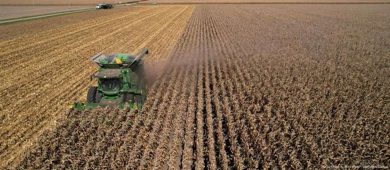 Fungo apreendido nos EUA com pesquisadores chineses é capaz de destruir colheitas inteiras e prejudicar tanto animais quanto seres humanos