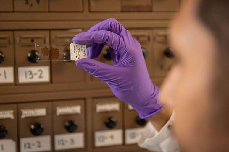 O estudo não só avaliou aspectos cognitivos dos participantes, mas também ressonâncias magnéticas em seus cérebros e amostras de sangue