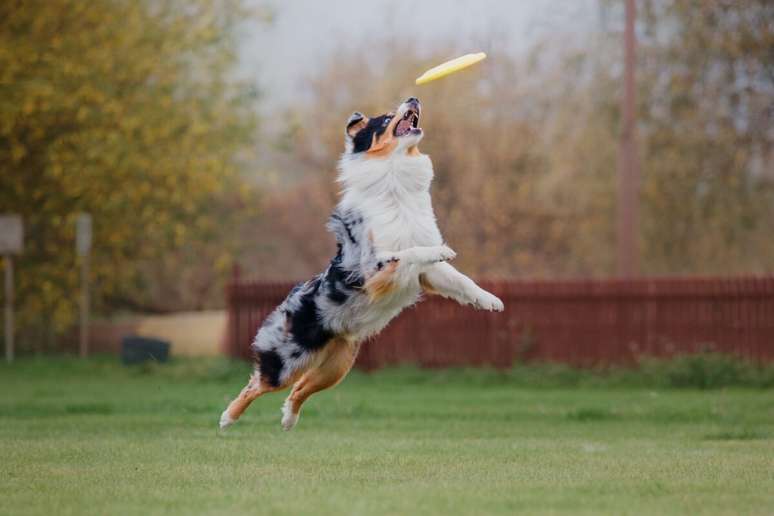 The name Oliver is ideal for dogs full of energy and who turn curiosity into play. The name Oliver is ideal for dogs full of energy and who turn curiosity into play.
