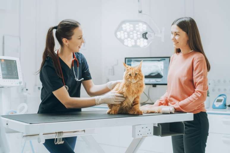 O tratamento não acelera a doença, mas melhora a qualidade de vida dos pets 