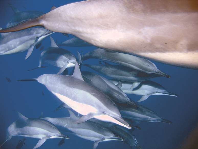 Projeto estuda golfinhos em Noronha há 35 anos