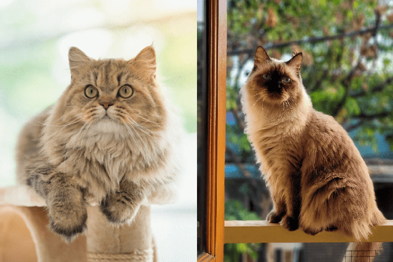 O gato persa e o himalaio podem ser inicialmente confundidos, mas eles têm características únicas