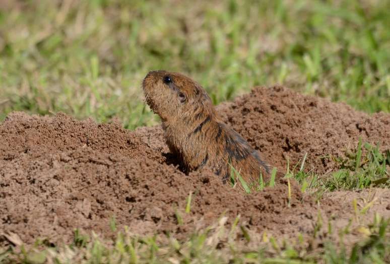 Tuco-tuco-do-lami is threatened by the loss of the native Pampas fields
