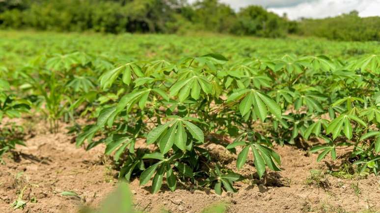 A maniçoba é um prato feito a partir das folhas da mandioca-brava – Foto: Shutterstock