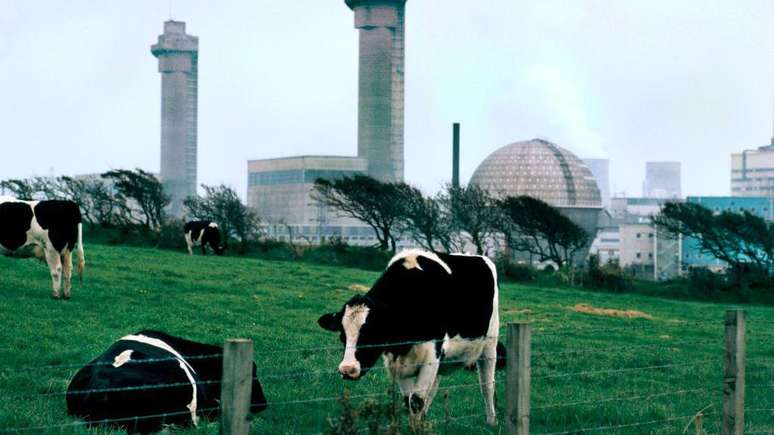 Imagem de 1985 mostra vacas pastando perto da usina elétrica de Sellafield, antiga Windscale