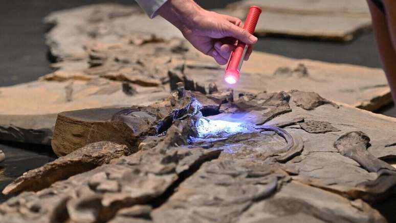 Foto mostra parte do fóssil de um crocodilo marinho do período Jurássico, com cinco metros de comprimento e cerca de 180 milhões de anos, descoberto no departamento de Hérault após escavações realizadas entre 2017 e 2020. A imagem foi registrada no Museu de Lodève, em 10 de outubro de 2025.