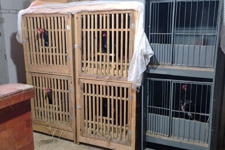 Materials used in cockfighting, such as cages and fighting equipment, were also seized.