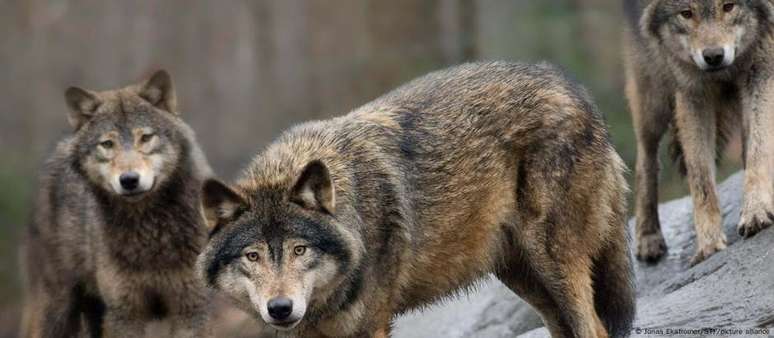 Quando os lobos escutam vozes humanas, fogem rapidamente