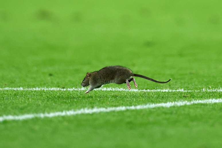 Rato nas Eliminatórias da Europa 