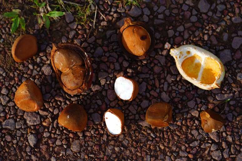 A andiroba pode ajudar a aliviar sintomas de alergias e inflamações 