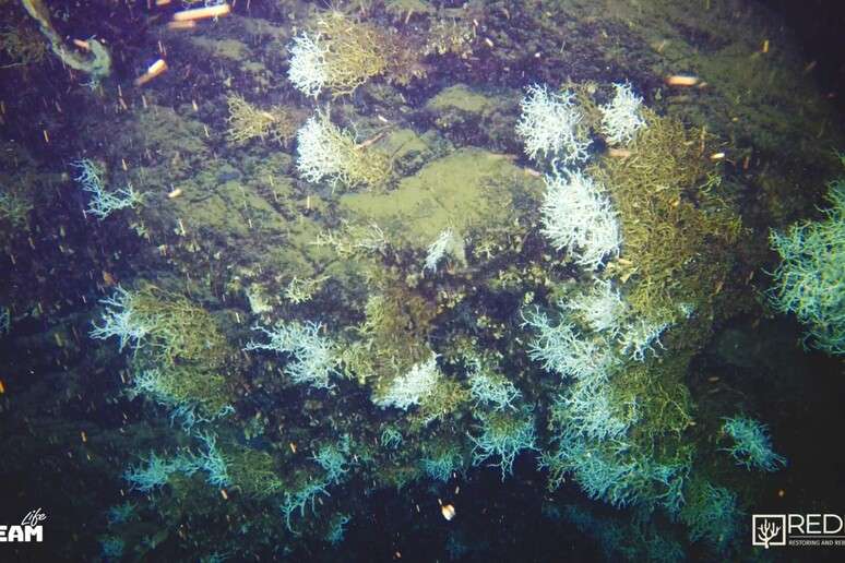 Imagem de grande barreira de corais na costa de Nápoles