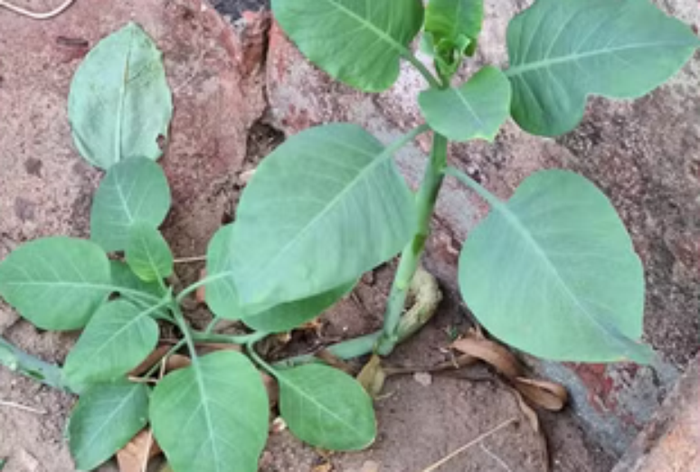 A planta "Fumo Bravo" foi confundida pela família com couve