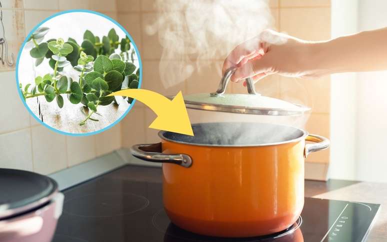 Boiling this anti-inflammatory herb at home improves breathing and also reduces stress Boiling this anti-inflammatory herb at home improves breathing and also reduces stress