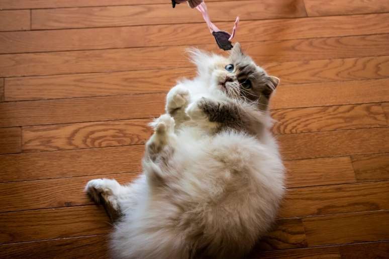 “Bolinha” é um nome divertido e fofo para gatos brincalhões 