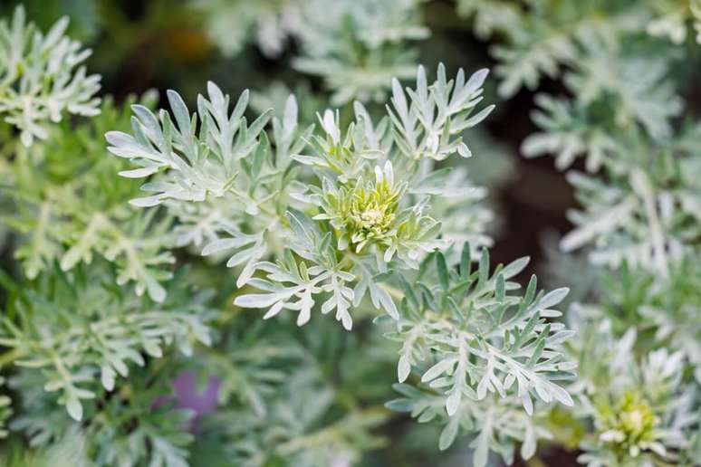 5 Health Benefits of the Wormwood Plant 5 Health Benefits of the Wormwood Plant
