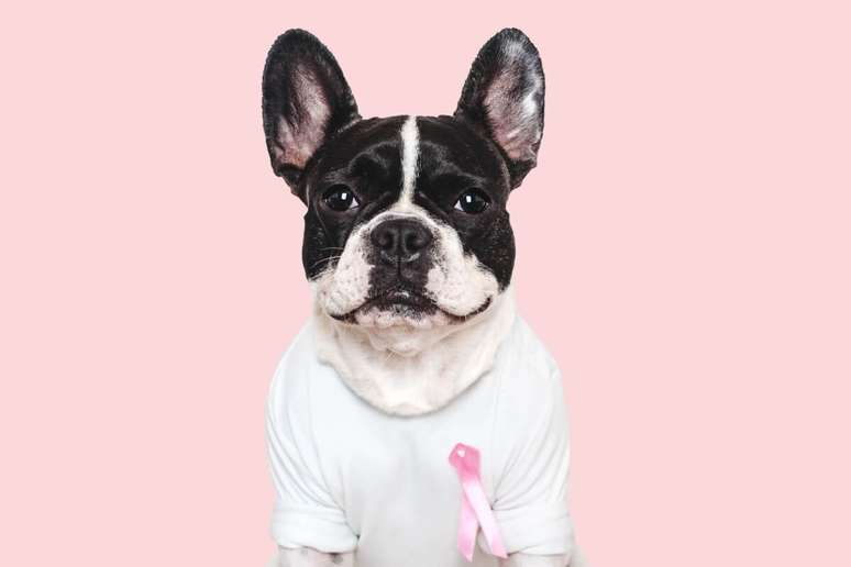 5 Tips to Prevent Breast Cancer in Dogs 5 Tips to Prevent Breast Cancer in Dogs