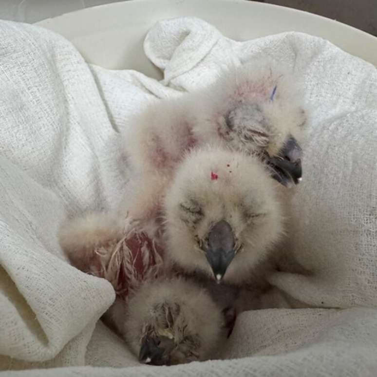 Filhotes de coruja-águia nasceram entre os dias 27 de setembro e 8 de outubro