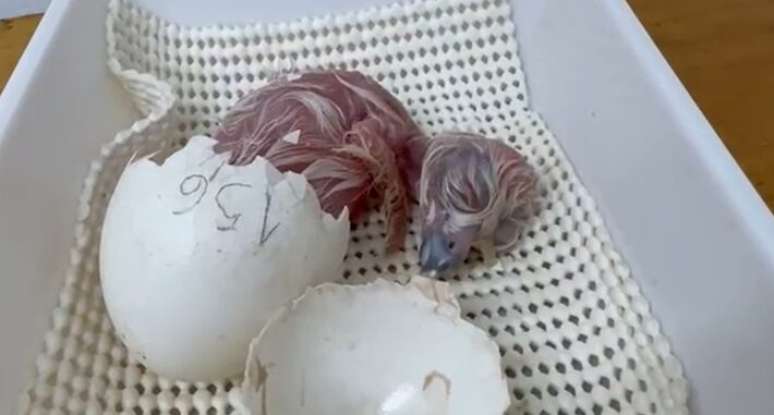 Filhotes de coruja-águia nascem no Zoológico de São Paulo