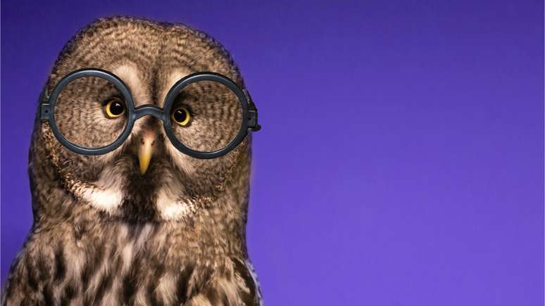 Esse animal pode discernir seus problemas por meio da capacidade de escuta. Saiba por que a coruja é um arquétipo de força e poder