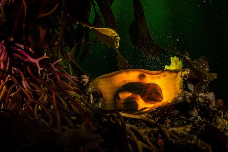 Local: ba&iacute;a de Monterey, Calif&oacute;rnia, Estados Unidos