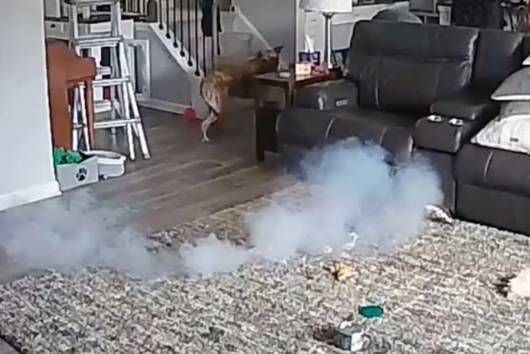 Cachorro se afastou quando bateria começou a soltar fumaça