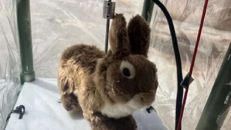 Equipamentos imitam aparência, cheiro e movimentos de coelhos reais para atrair serpentes invasoras