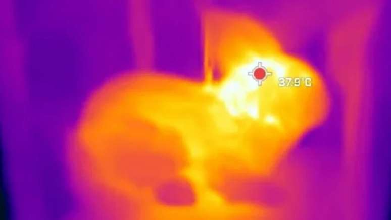 Coelhos-robôs produzem o próprio calor para atrair as pítons