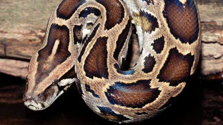 As pítons-birmanesas, que podem chegar a cinco metros de comprimento, não são nativas da América do Norte e causam destruição da biodiversidade