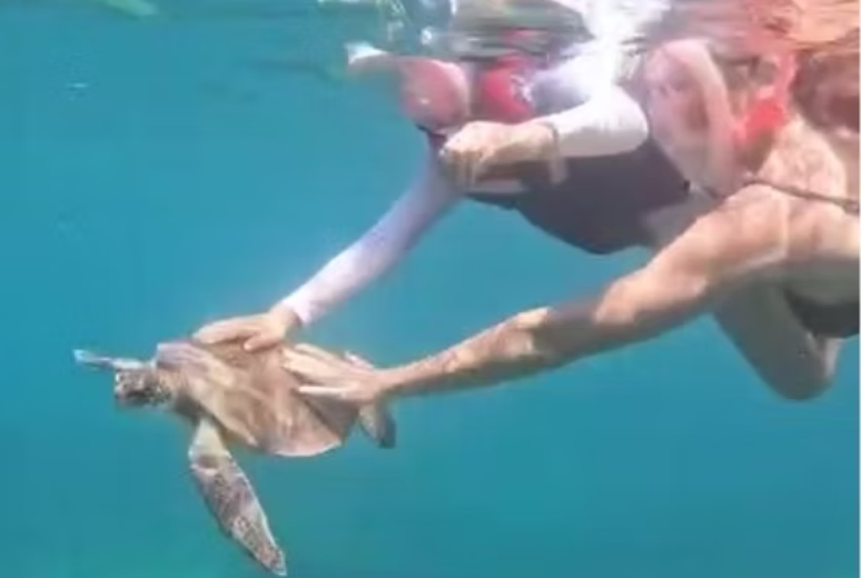 Turista é multada em R$ 10 mil após família tocar em tartaruga-marinha em Noronha
