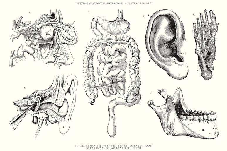 Nas páginas dos livros didáticos de anatomia estão figuras desnudadas, não apenas da pele, mas também da identidade, com desenhos requintados muitas vezes criados a partir dos corpos de prisioneiros, pobres e excluídos Vector Hut/Shutterstock.com