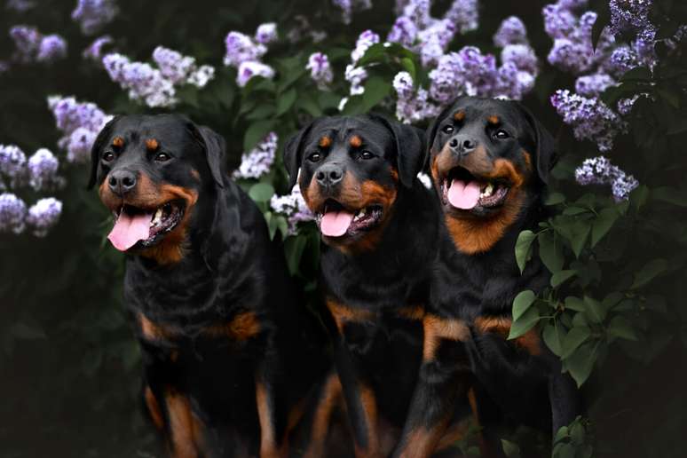 O rottweiler &eacute; um animal muito brincalh&atilde;o e fiel a quem ama 