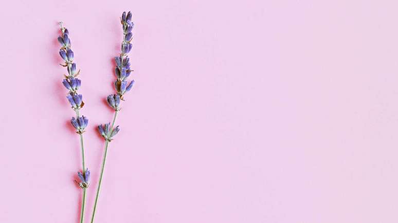 Use essa planta para melhor seu sono