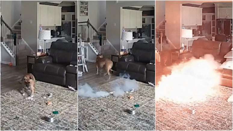 Cão mastiga bateria de lítio, que explode e provoca incêndio