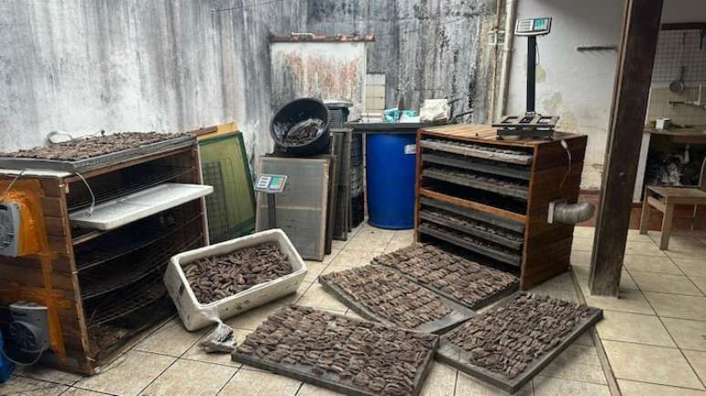 Quase 60 quilos de pepinos-do-mar, fruto de pesca ilegal, estavam armazenados em estufas caseiras